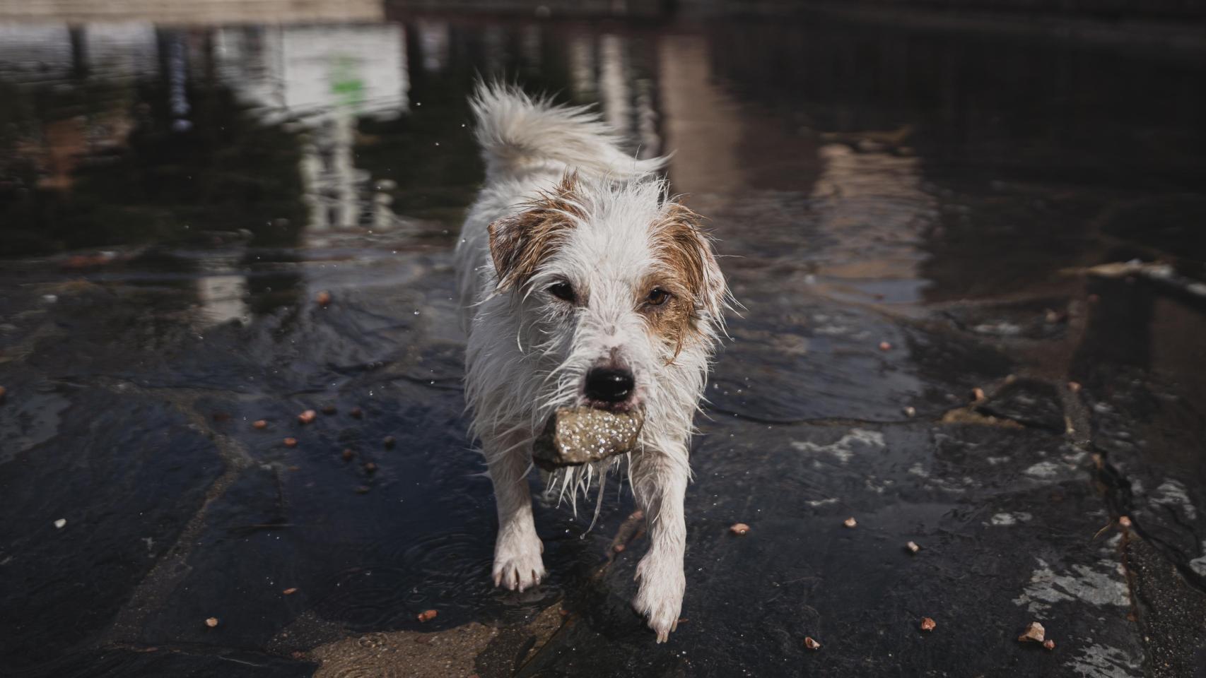Un perro con una piedra en la boca.