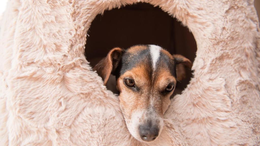 Un perro dentro de una caseta.