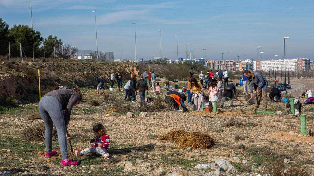 Los vecinos voluntarios del distrito Sur, durante la plantación de 2025.