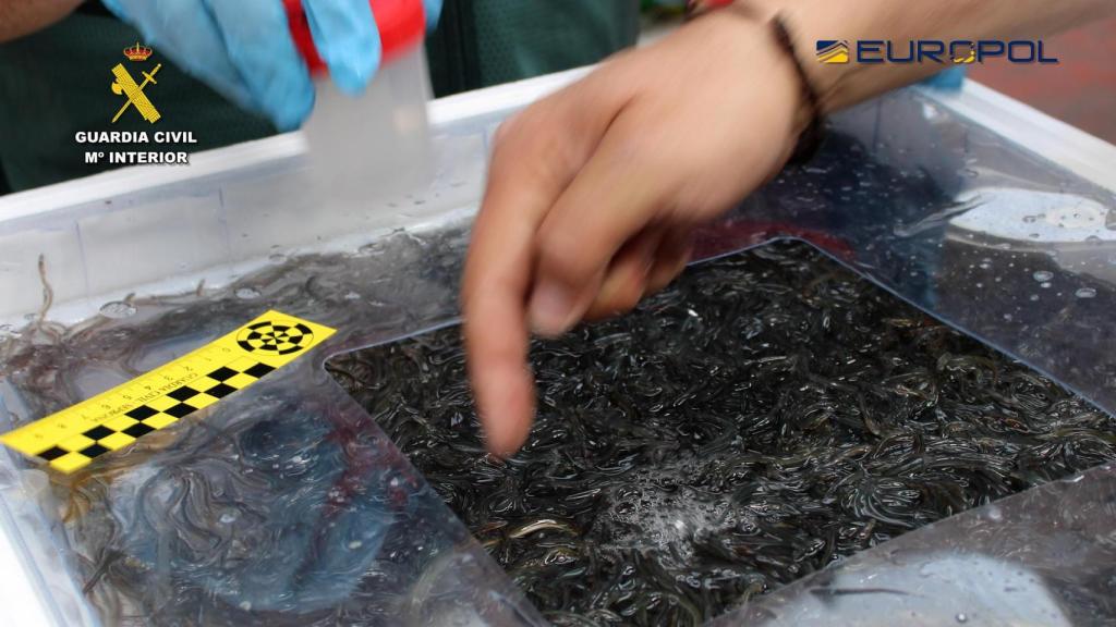 Alevines de angula, listos para enviar a Asia