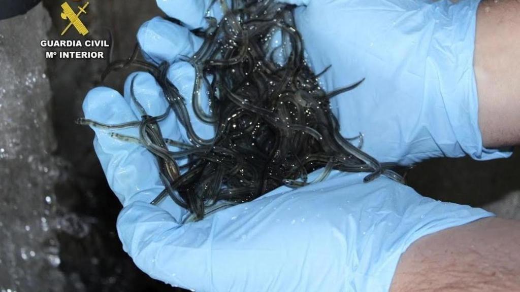 Anguilas halladas en instalaciones de los mafiosos, listas para ser exportadas ilegalmente