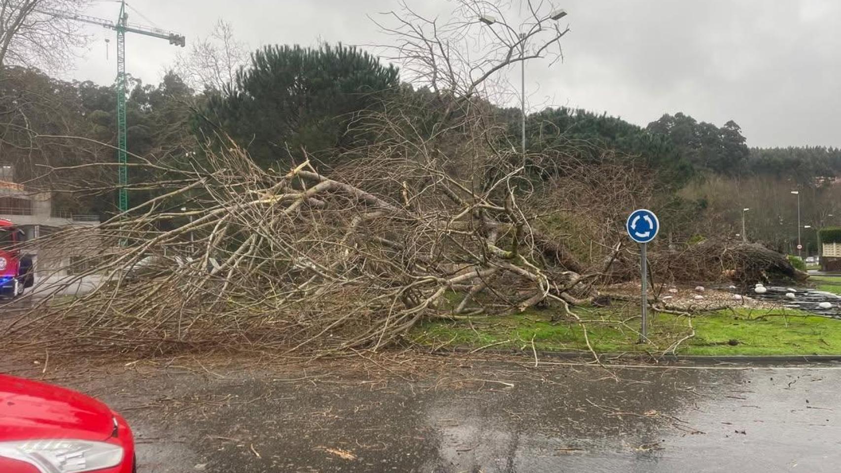 Una tormenta derriba un árbol en Oleiros