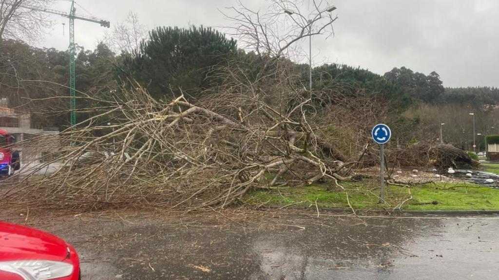 Una tormenta derriba un árbol en Oleiros