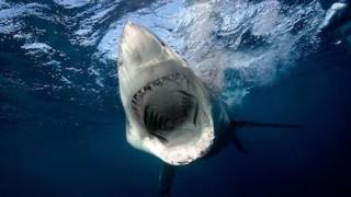 Imagen de archivo de un gran tiburón blanco.