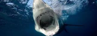 Imagen de archivo de un gran tiburón blanco.