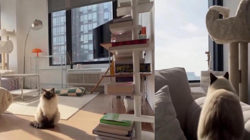 Foto de la mascota en la izquierda y el mundo generado a la derecha