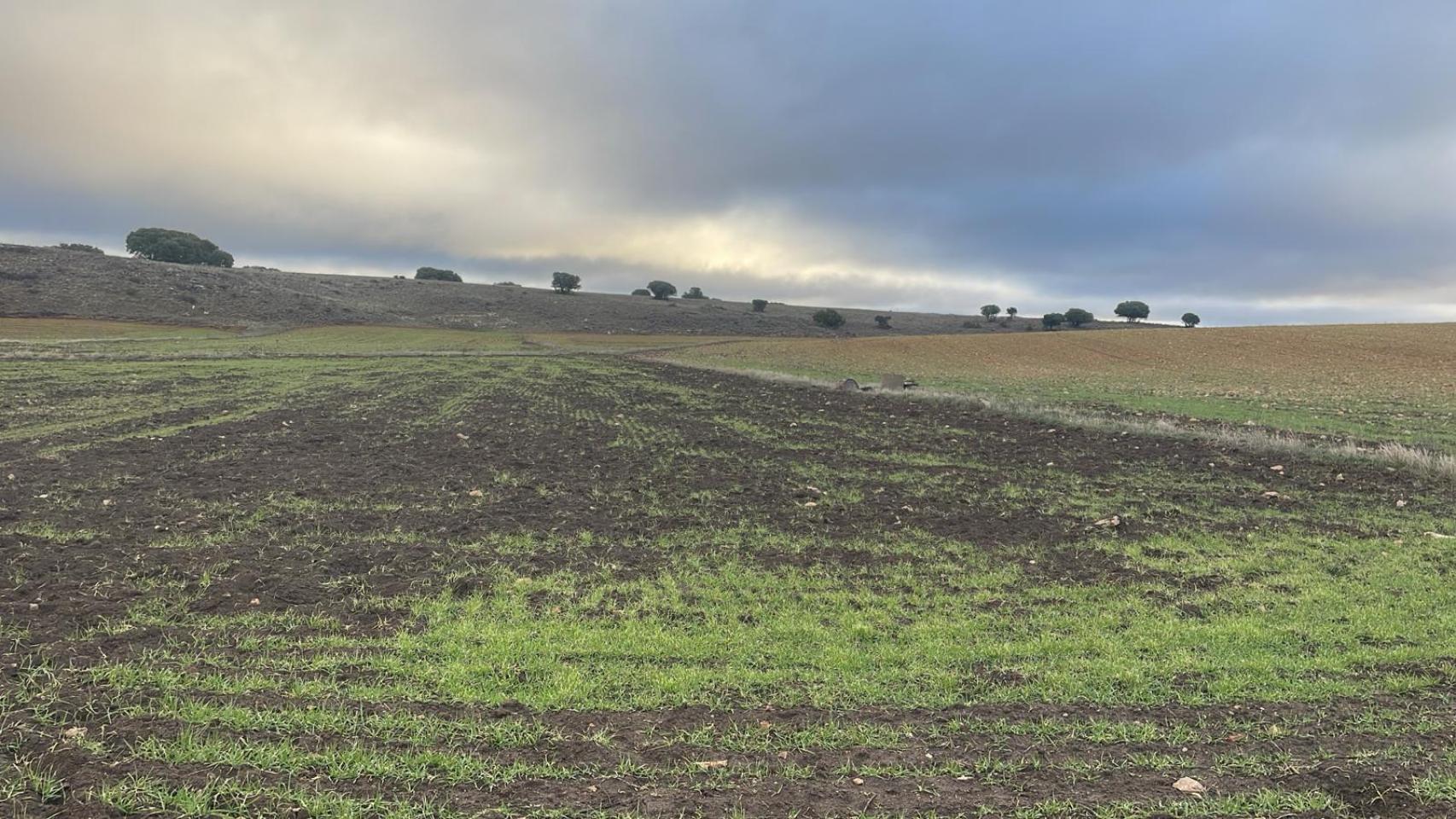 Daños causados por los jabalíes en la comarca del Campo de Calatrava (Ciudad Real).