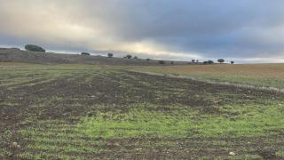 Daños causados por los jabalíes en la comarca del Campo de Calatrava (Ciudad Real).