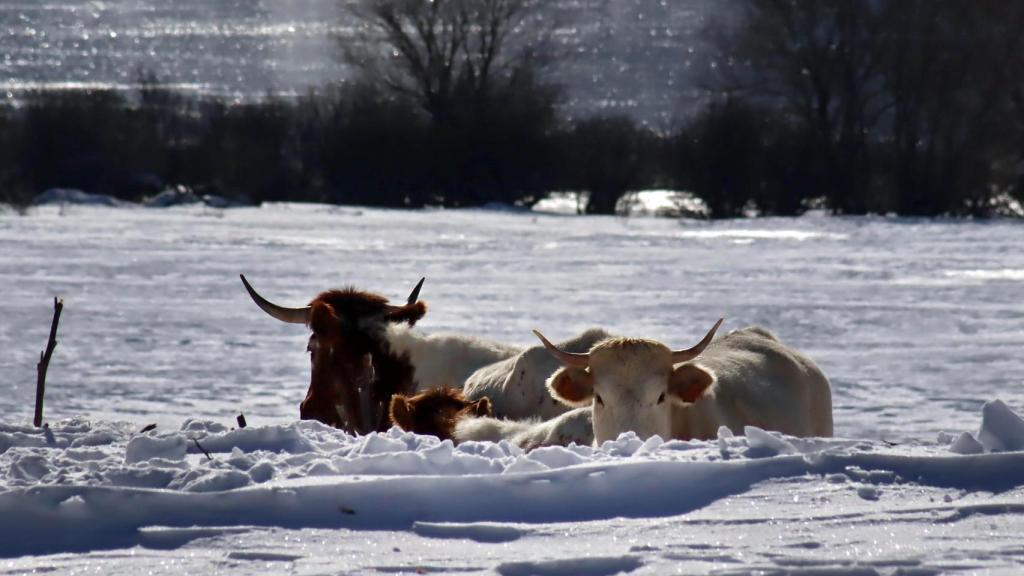 Las bajas temperaturas mantienen espesores de más de un metro de nieve en Casares de Arbas