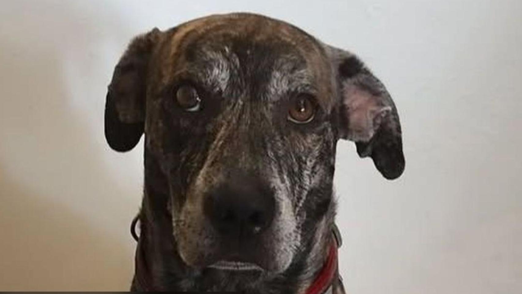 Una imagen de Benji.