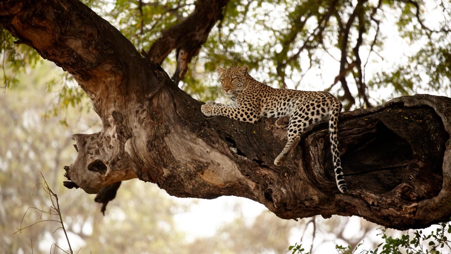 Un leopardo en el Parque Nacional de Yala en Sri Lanka.