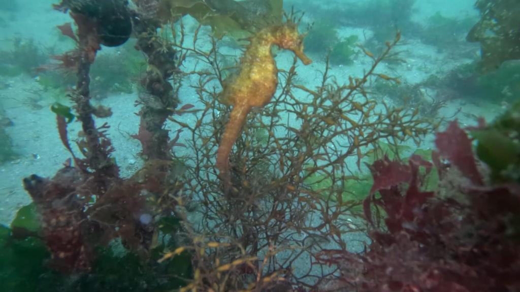 Los caballitos de mar tendrán un nuevo hogar en Vigo