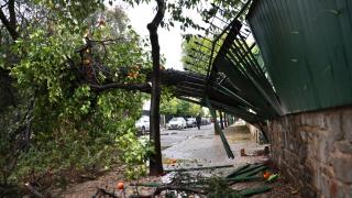 Imagen de un árbol caído tras el temporal.