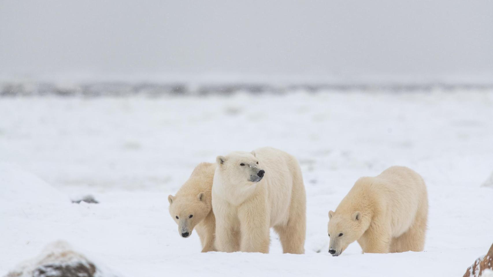 Osos polares en el Ártico.
