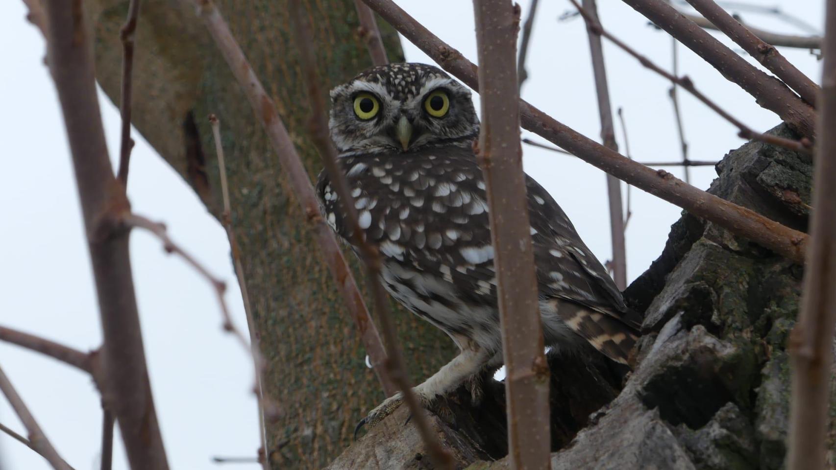 Mochuelo europeo, en Bargas
