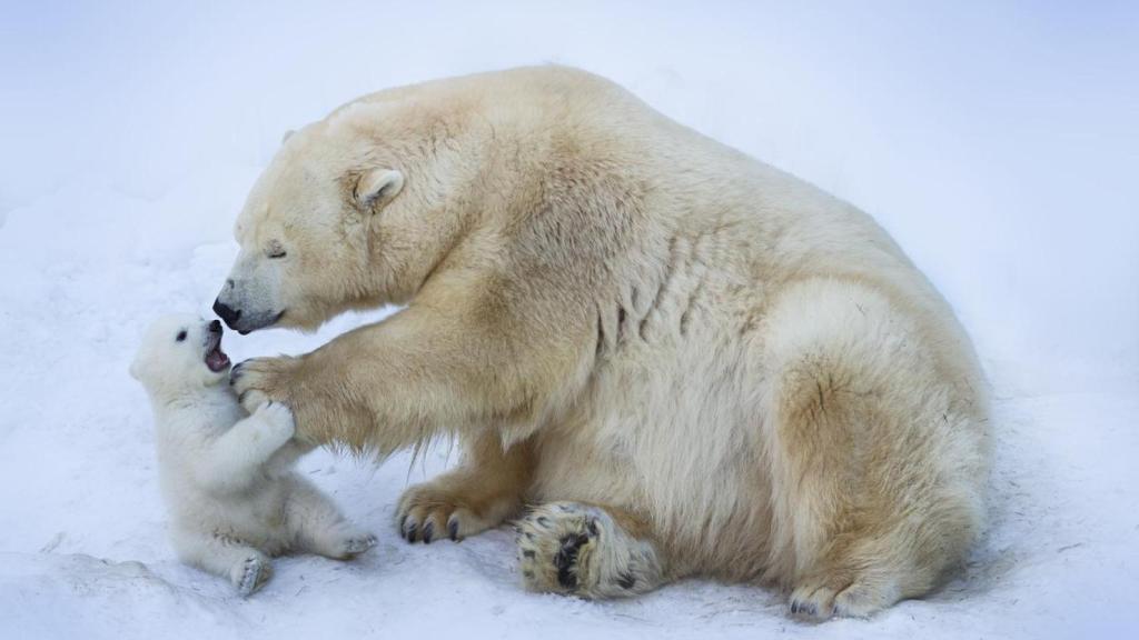 Imagen de archivo de una osa polar con su osezno.