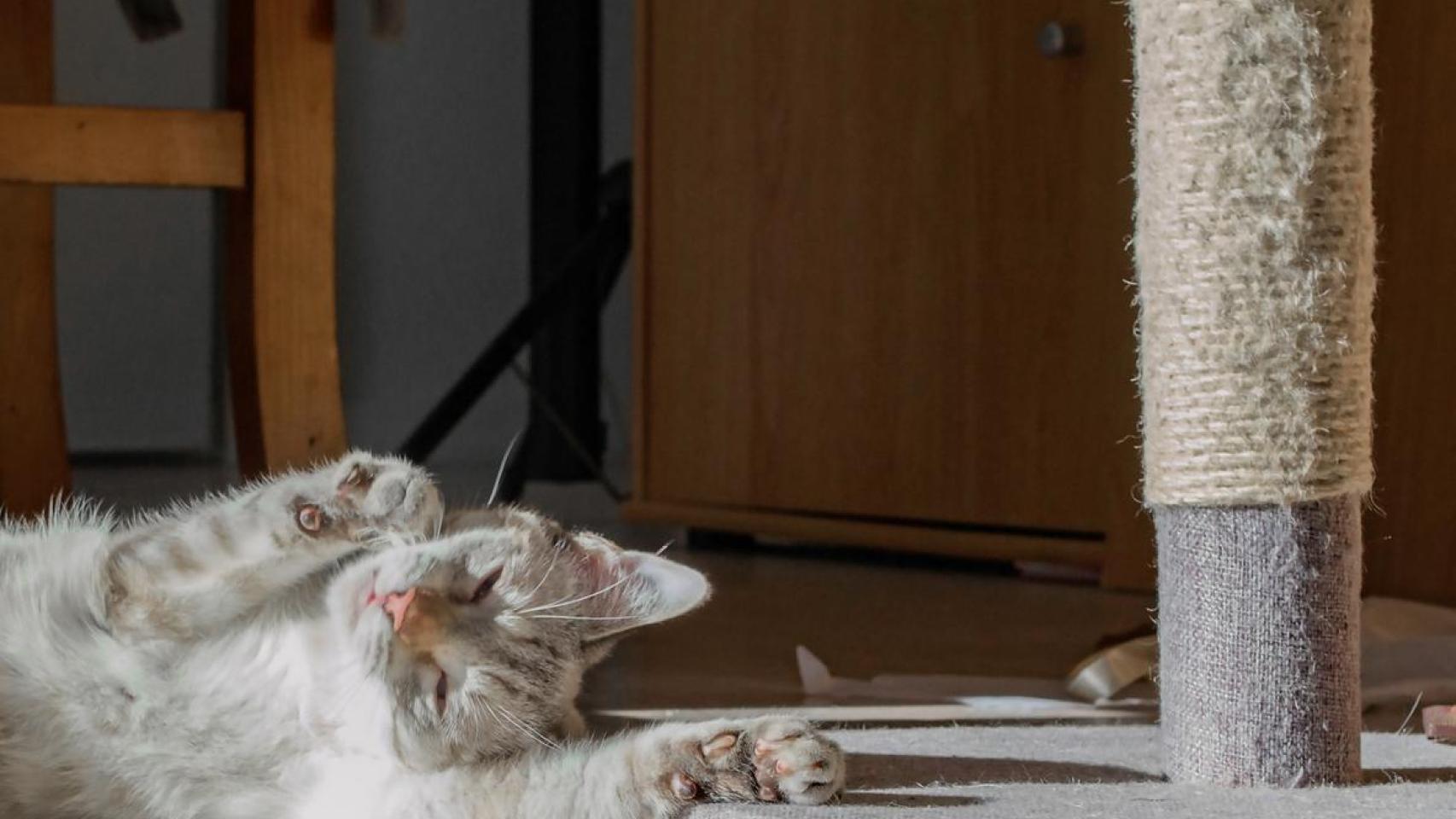 Un gato estirándose.