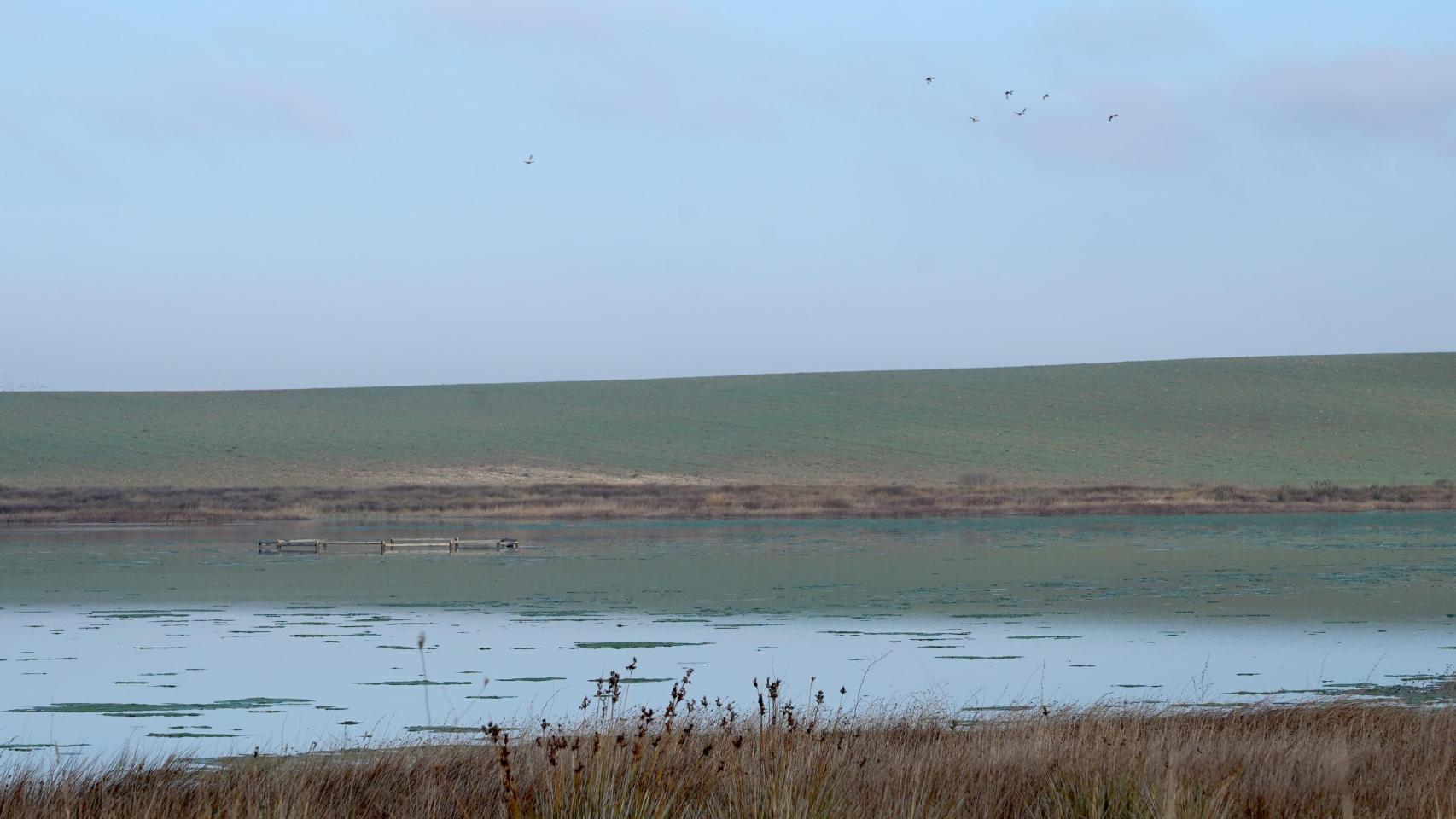 Humedal de Bodón Blanco en Bocigas (Valladolid)