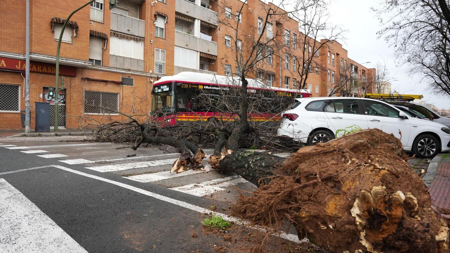 Un árbol de grandes dimensiones derribado por el fuerte viento en Sevilla.