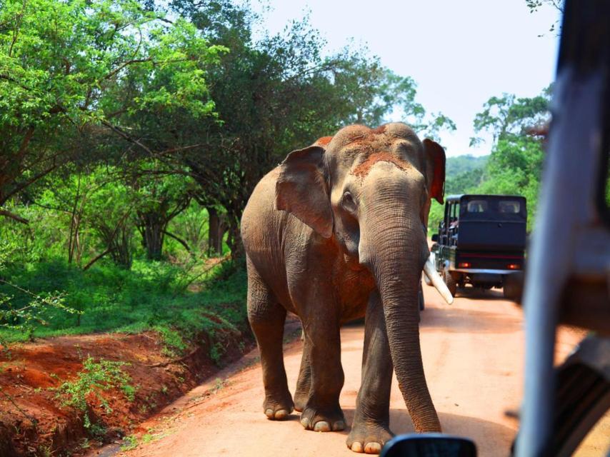 Elefantes se cruzan durante el safari por Yala Park.