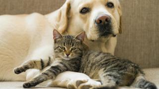 Un perro y un gato tumbados.