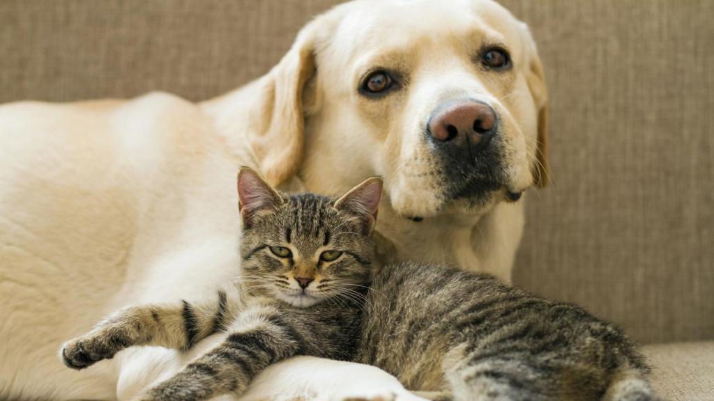 Un perro y un gato tumbados.