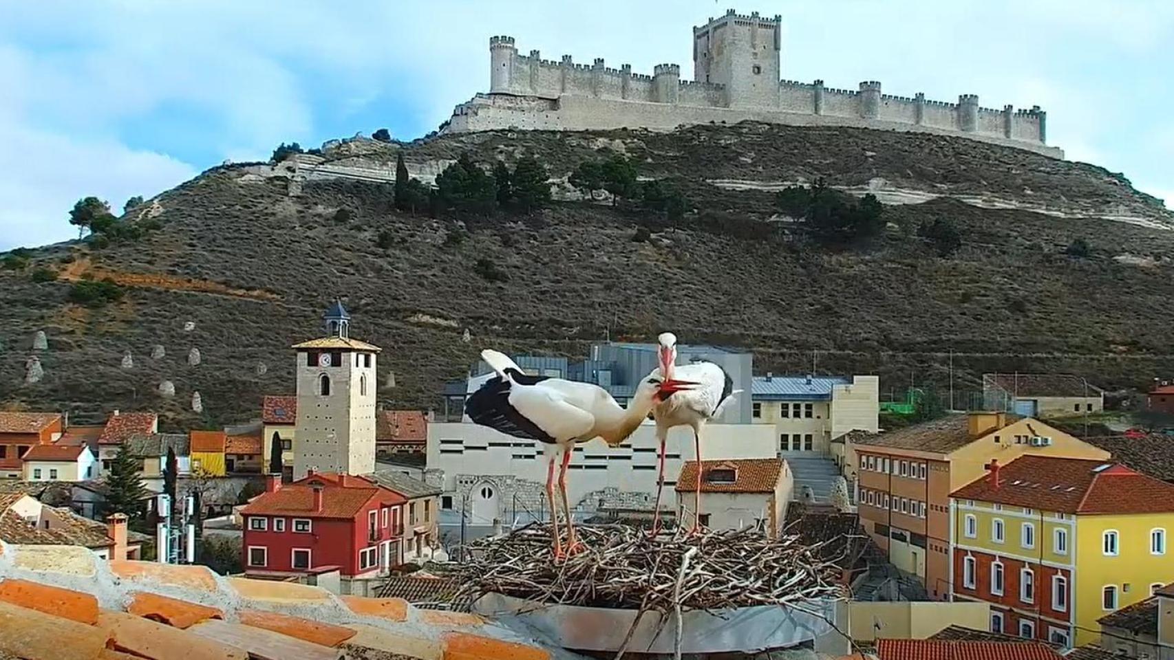 El Ayuntamiento de Peñafiel estrena una cámara en directo para seguir las 24 horas la vida de una pareja de cigüeñas blancas