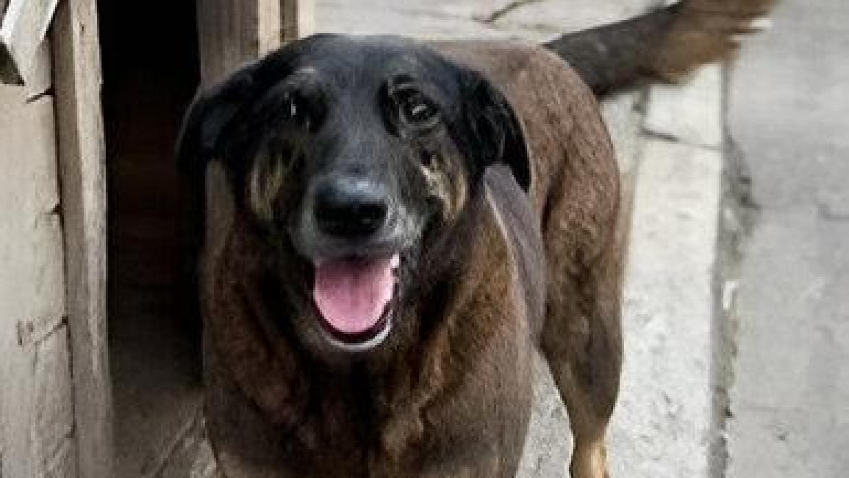 Orelha, el perro comunitario que llevaba 10 años en la playa.