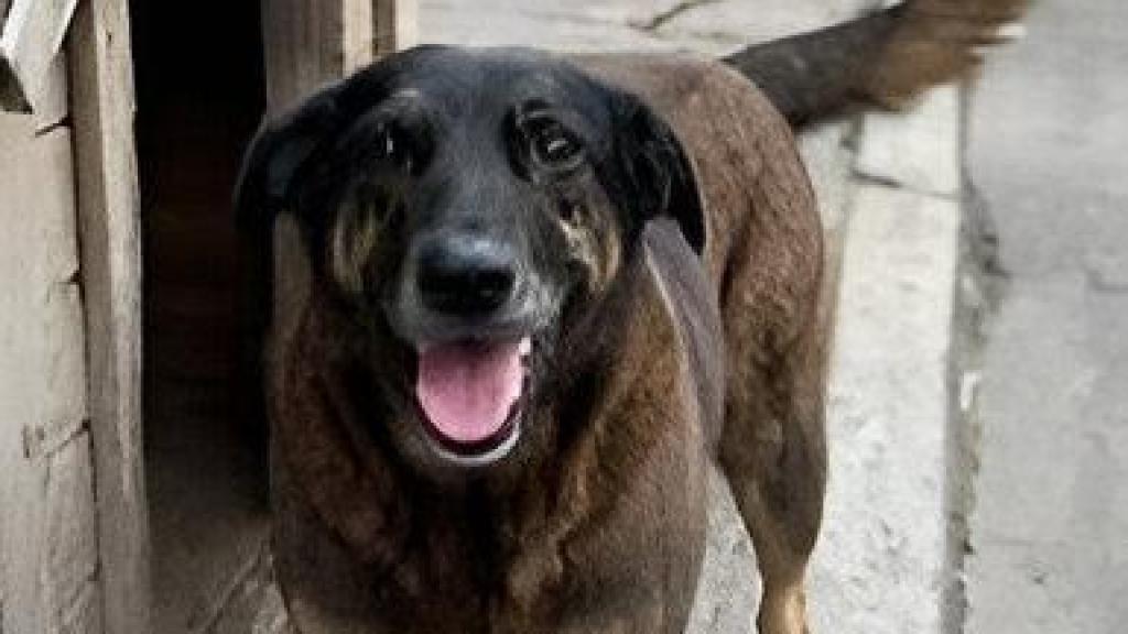 Orelha, el perro comunitario que llevaba 10 años en la playa.