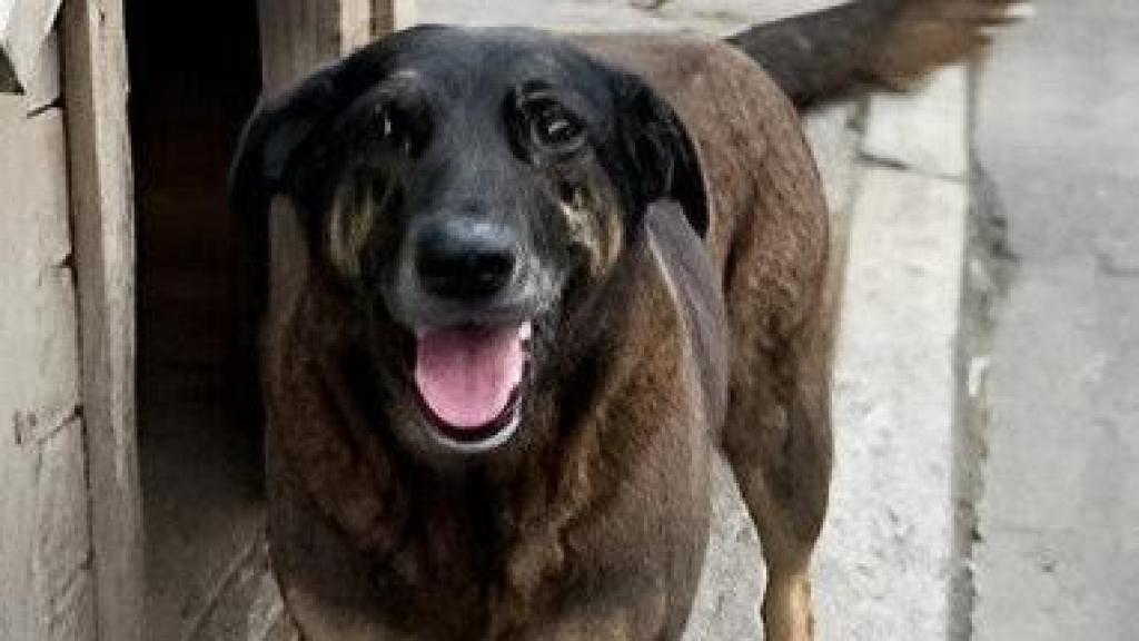 Orelha, el perro comunitario que llevaba 10 años en la playa.