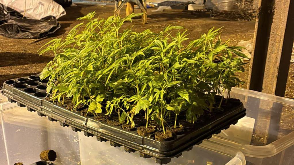 Vivero de plantas de la operación saldada en Torrijos.