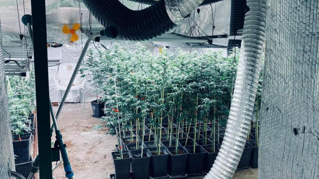 Plantación de Nambroca.