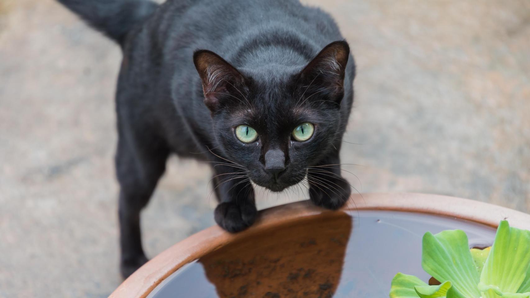 Un gato negro en El Retiro.