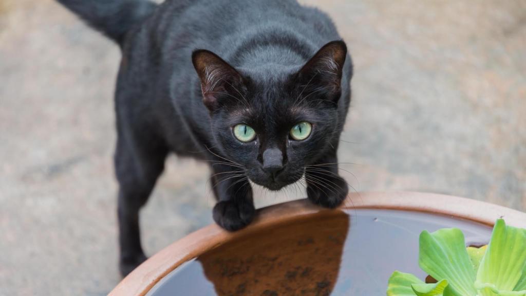 Un gato negro en El Retiro.