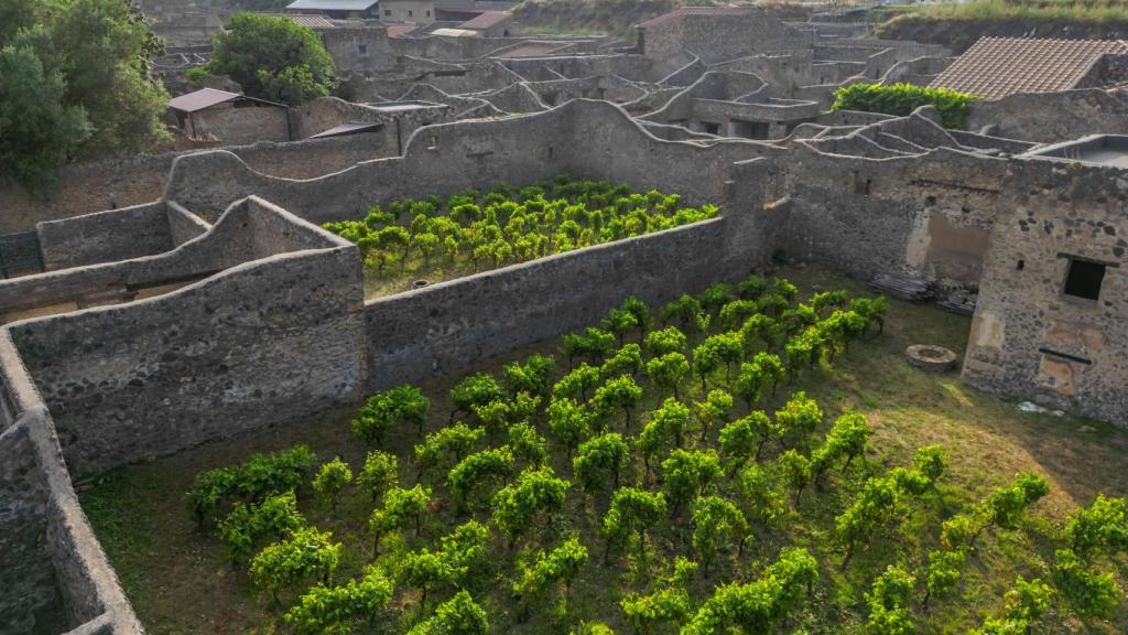 El viñedo plantado en medio de las ruinas de la ciudad de Pompeya.