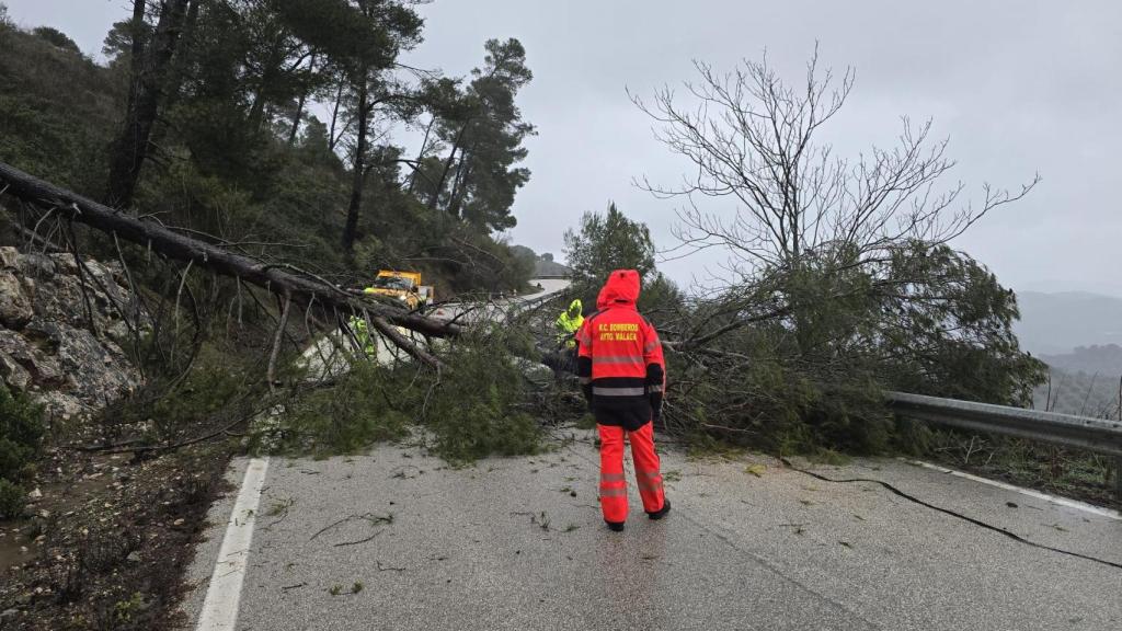 Caída de árbol en los Montes de Málaga.
