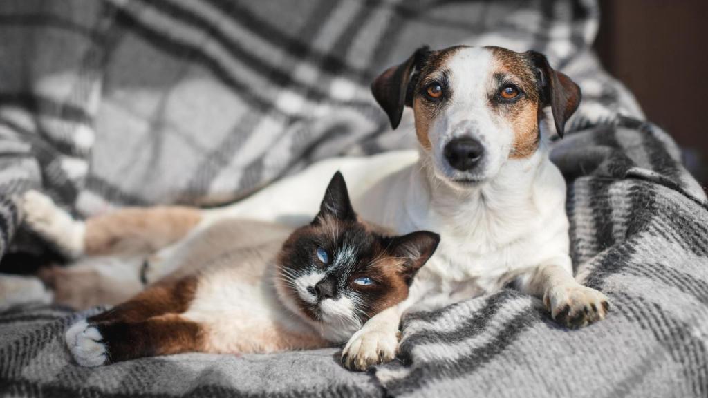 Un perro y un gato en el sofá.