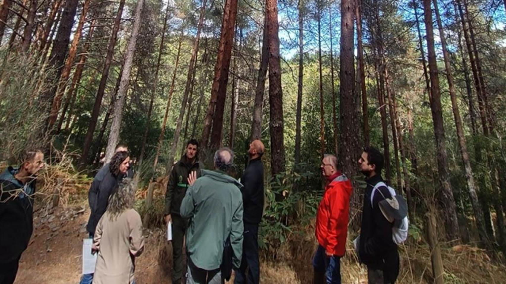 Fotografía de una zona de pinares.
