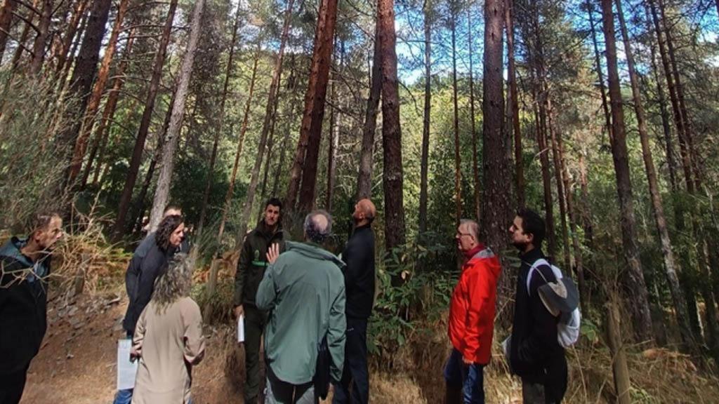 Fotografía de una zona de pinares.