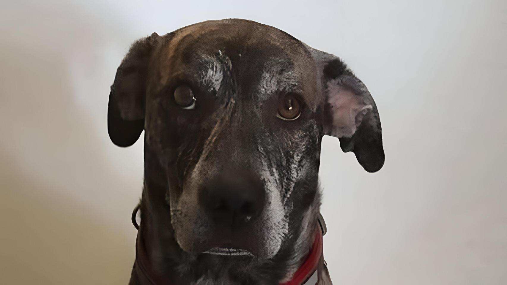 Benji, el perro desaparecido en la provincia de Málaga.