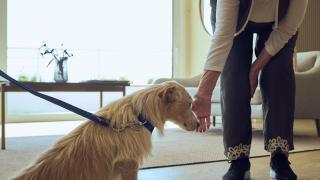 Un perro oliendo la mano de una señora.