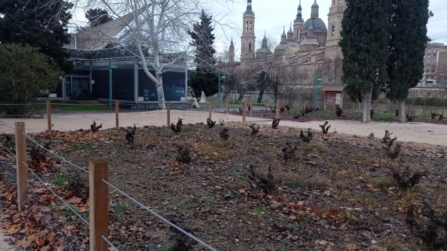 El jardín de la Garnacha, en Zaragoza.
