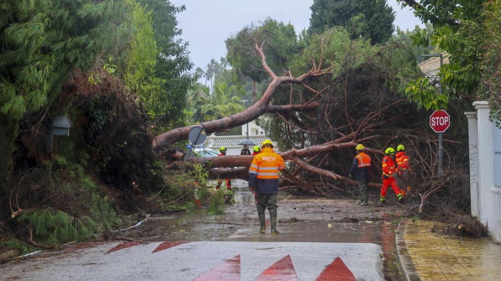 Efectos de la borrasca Leonardo en Málaga capital.