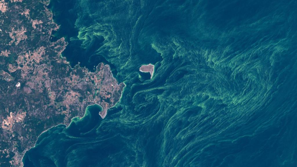 Floración de algas en el mar