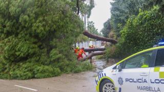 Miembros de los bomberos de Marbella retiran un pino caído en la zona de Guadalmina a causa del viento y lluvia.
