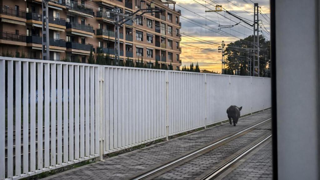 Un jabalí se cuela en el metro de Valencia. GVA
