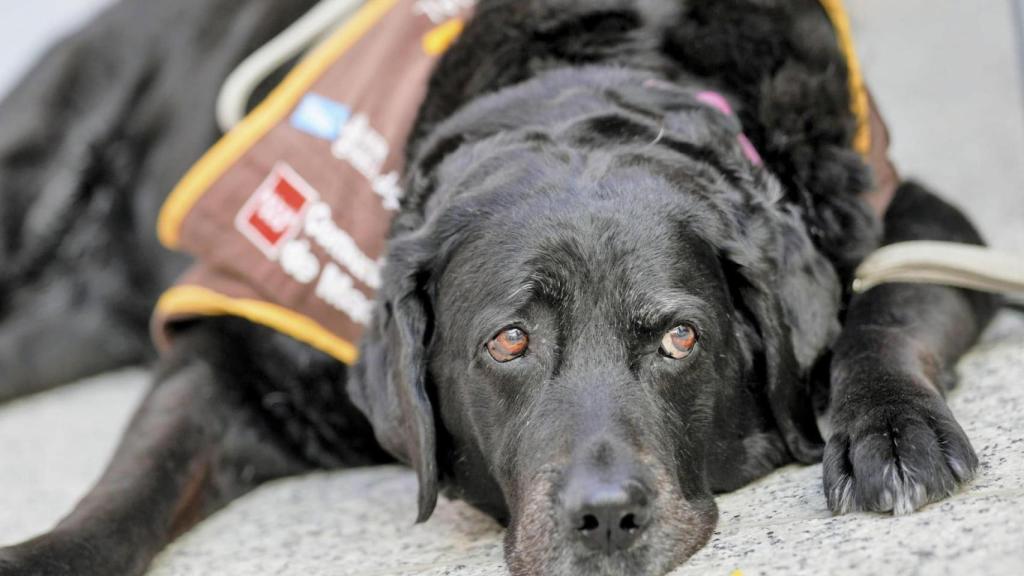 Eika, el primer perro de apoyo que ayuda a declarar a una víctima de violencia de género