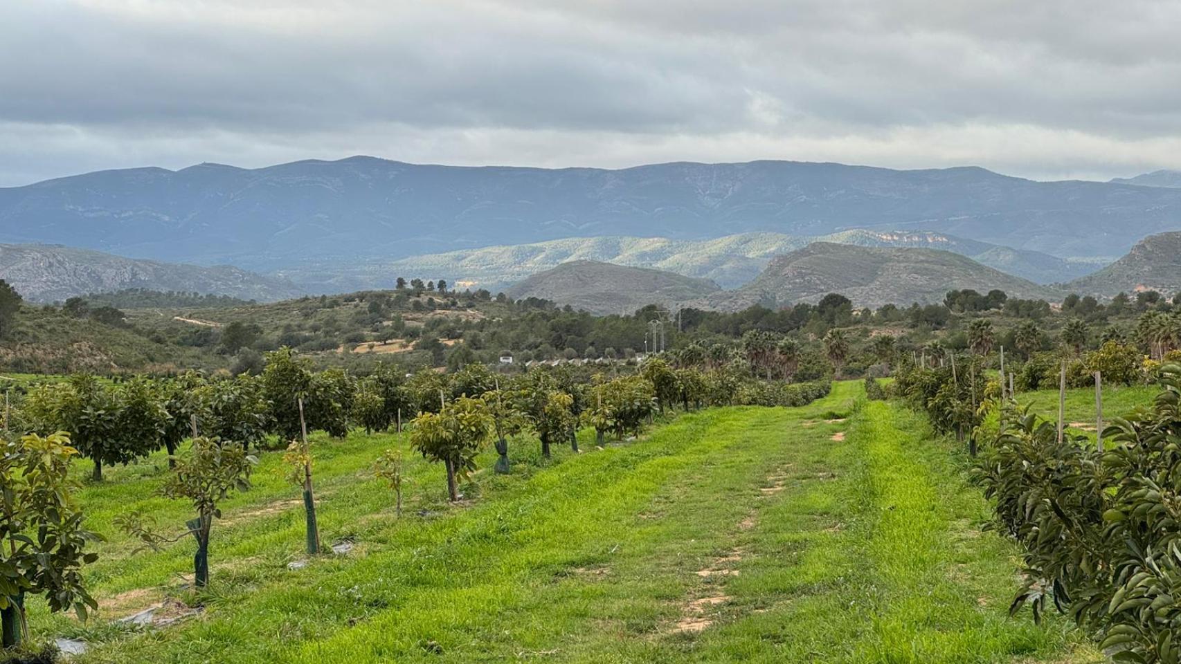 Uno de los campos de Pascual, en Valencia.
