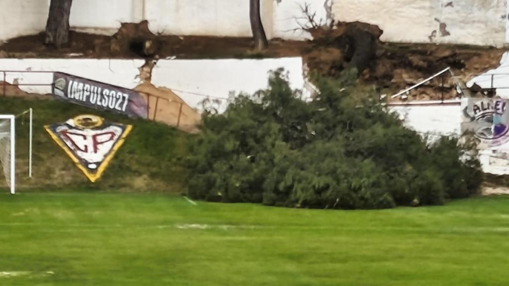 Árbol caído en una de las paredes del campo de fútbol de la localidad.