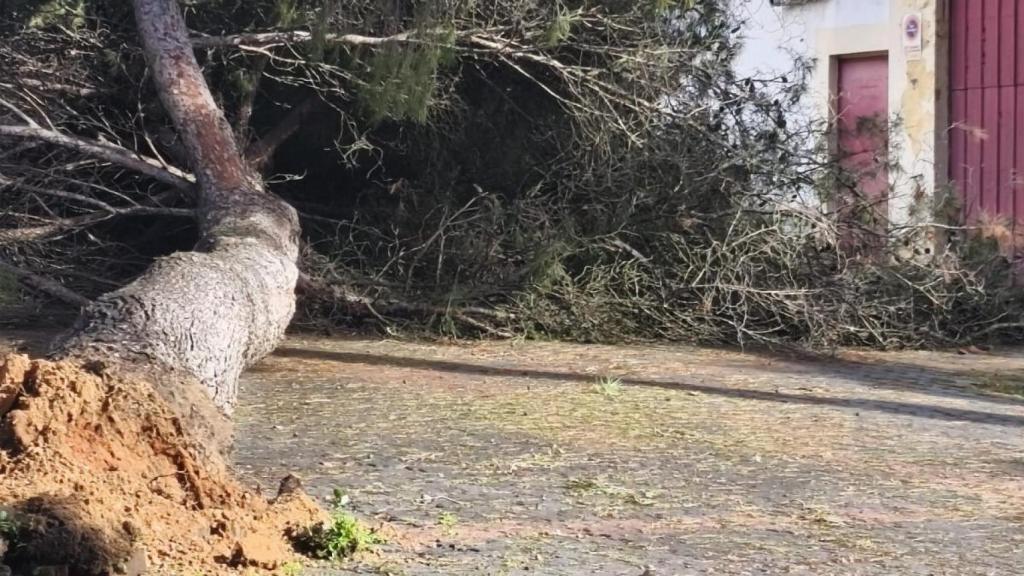 Un árbol que entorpece la vía y ha caído sobre el estadio de fútbol.